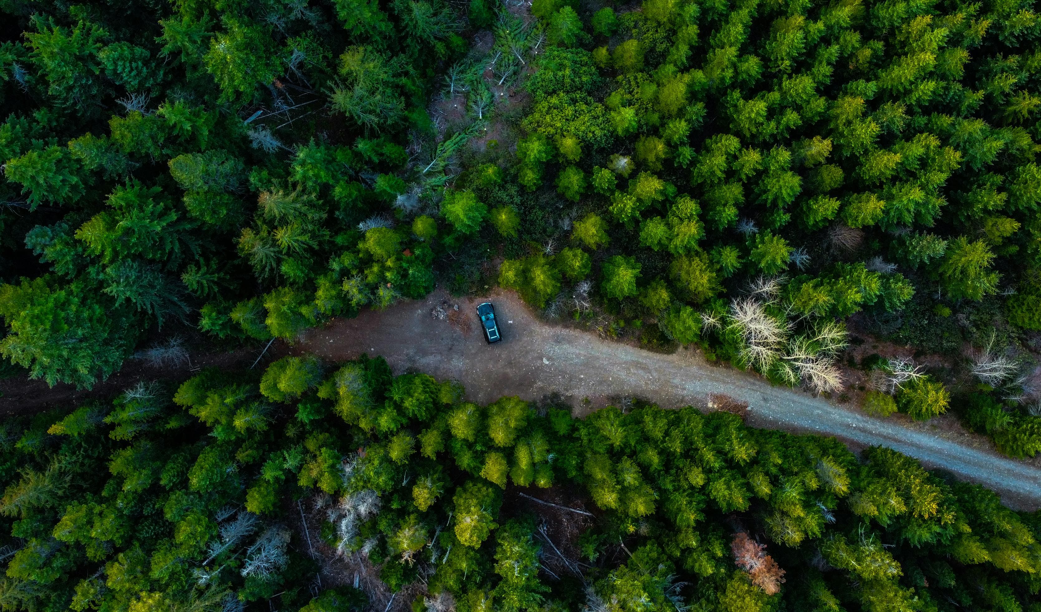 Forest trail